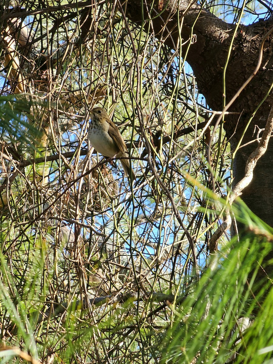 Hermit Thrush - ML613424466