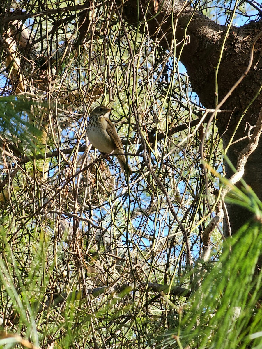 Hermit Thrush - ML613424467