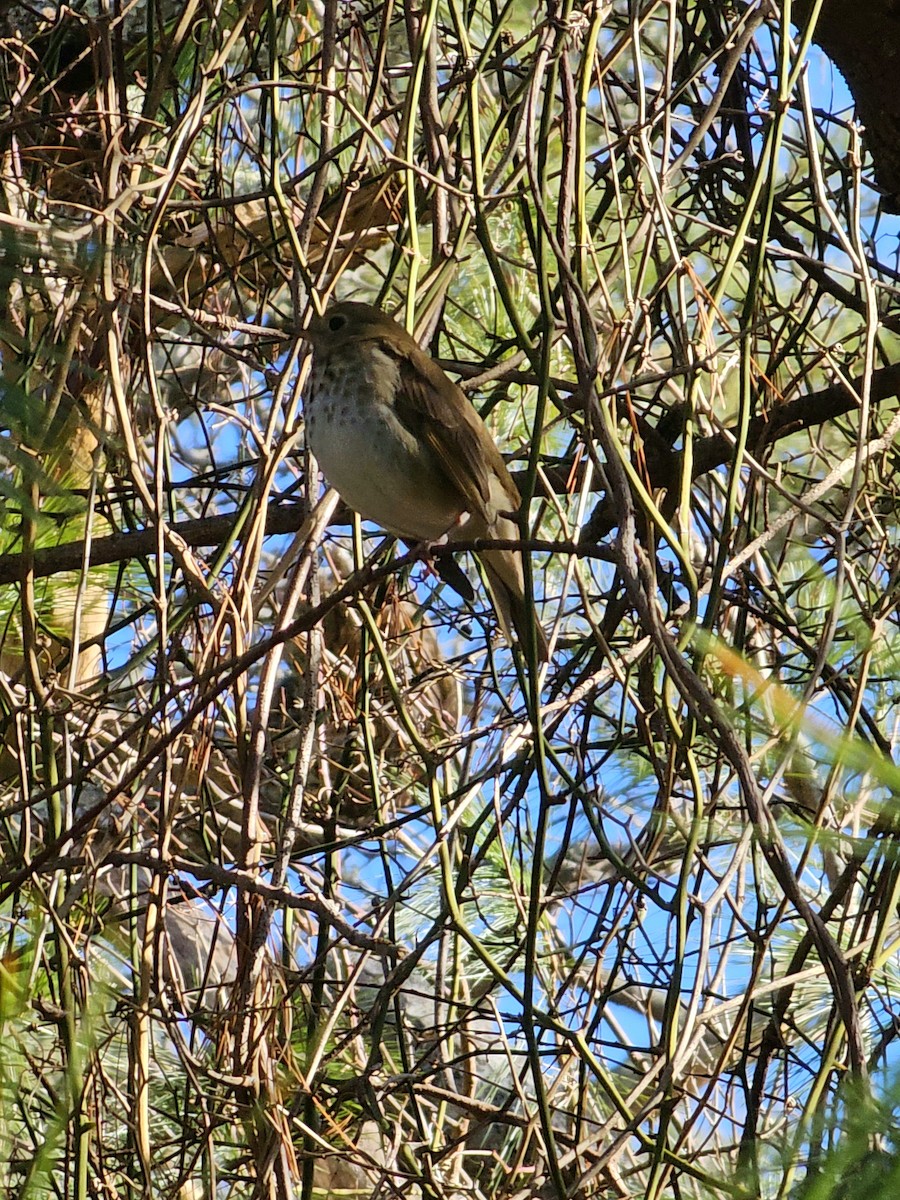 Hermit Thrush - ML613424468