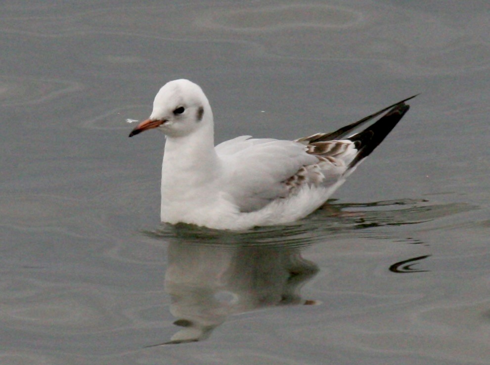Mouette rieuse - ML613424477