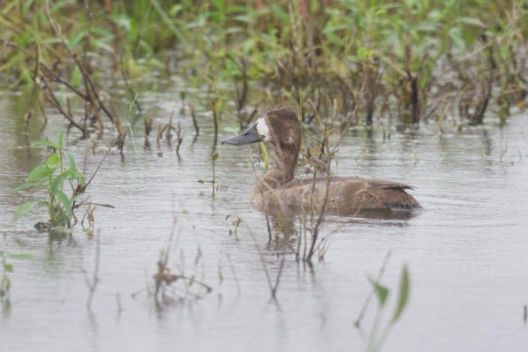 Greater Scaup - ML613424538