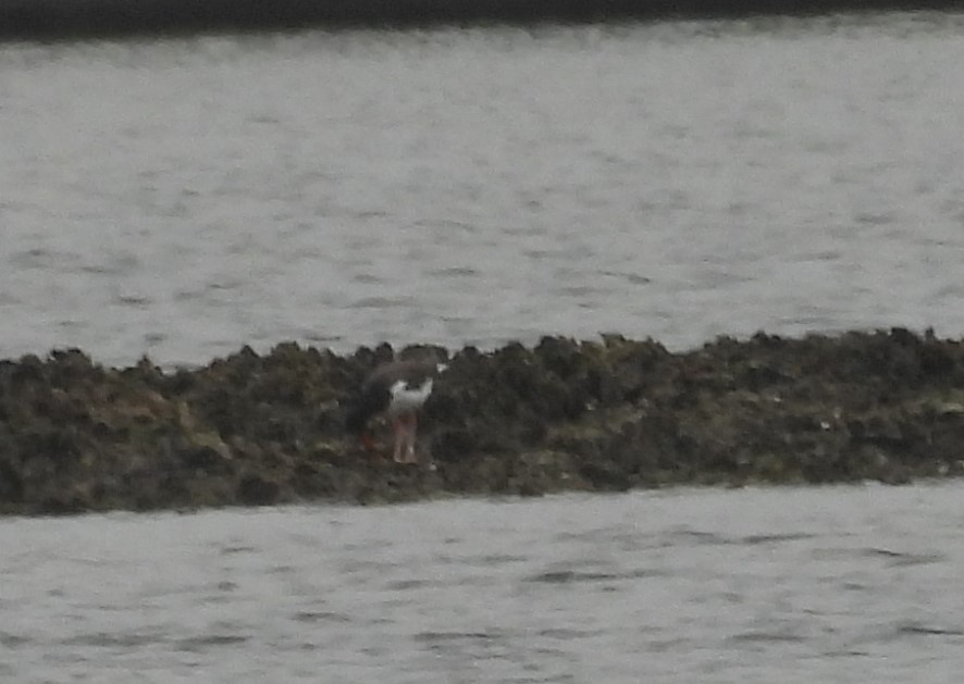 American Oystercatcher - John  Paalvast