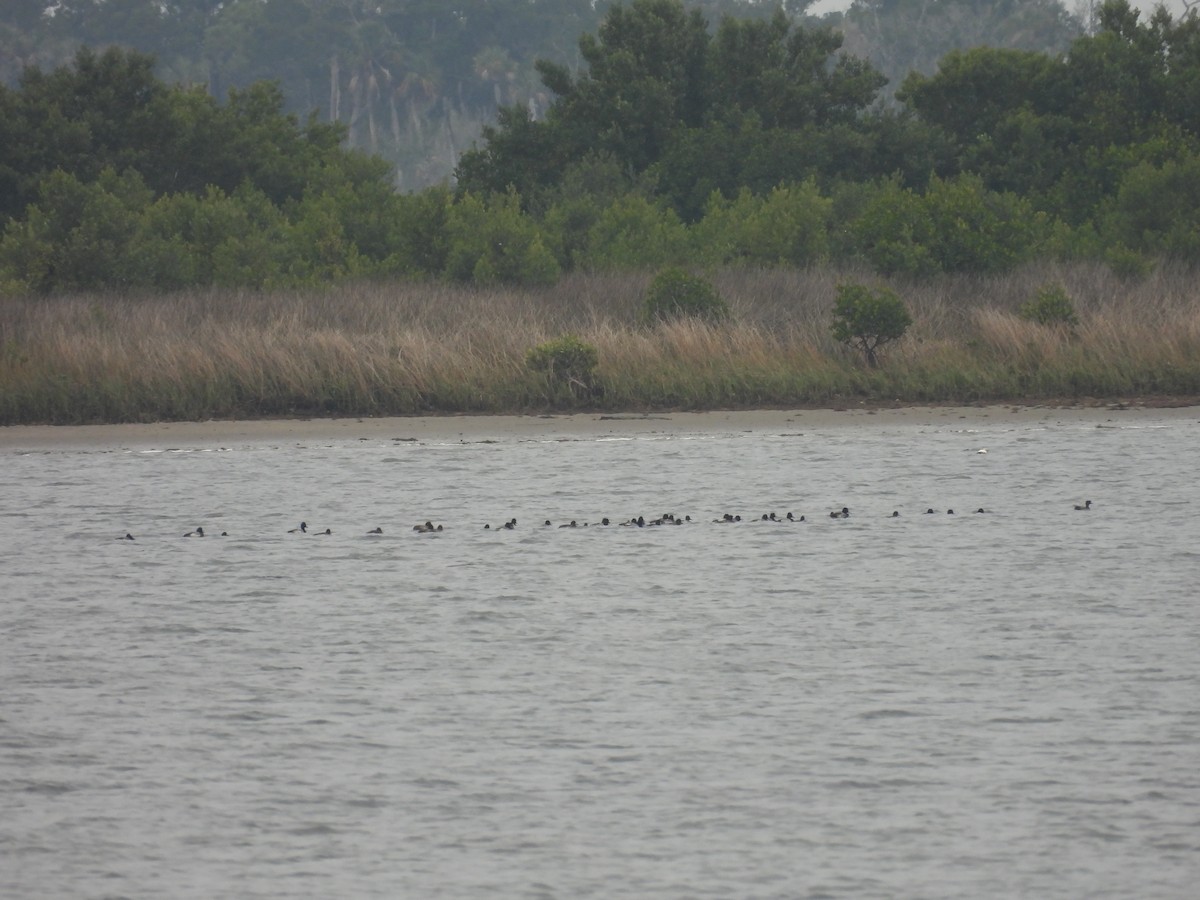 Lesser Scaup - John  Paalvast