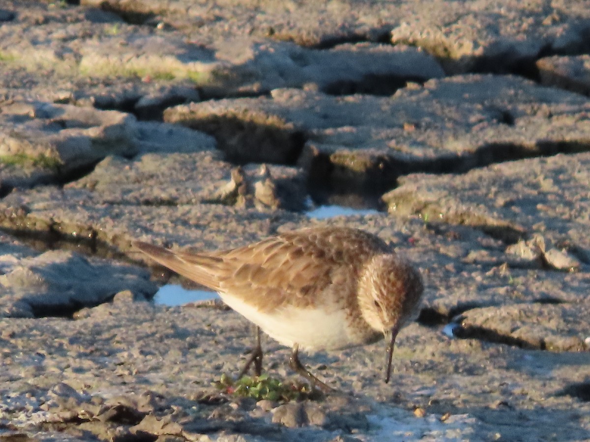 Least Sandpiper - Nelson Contardo