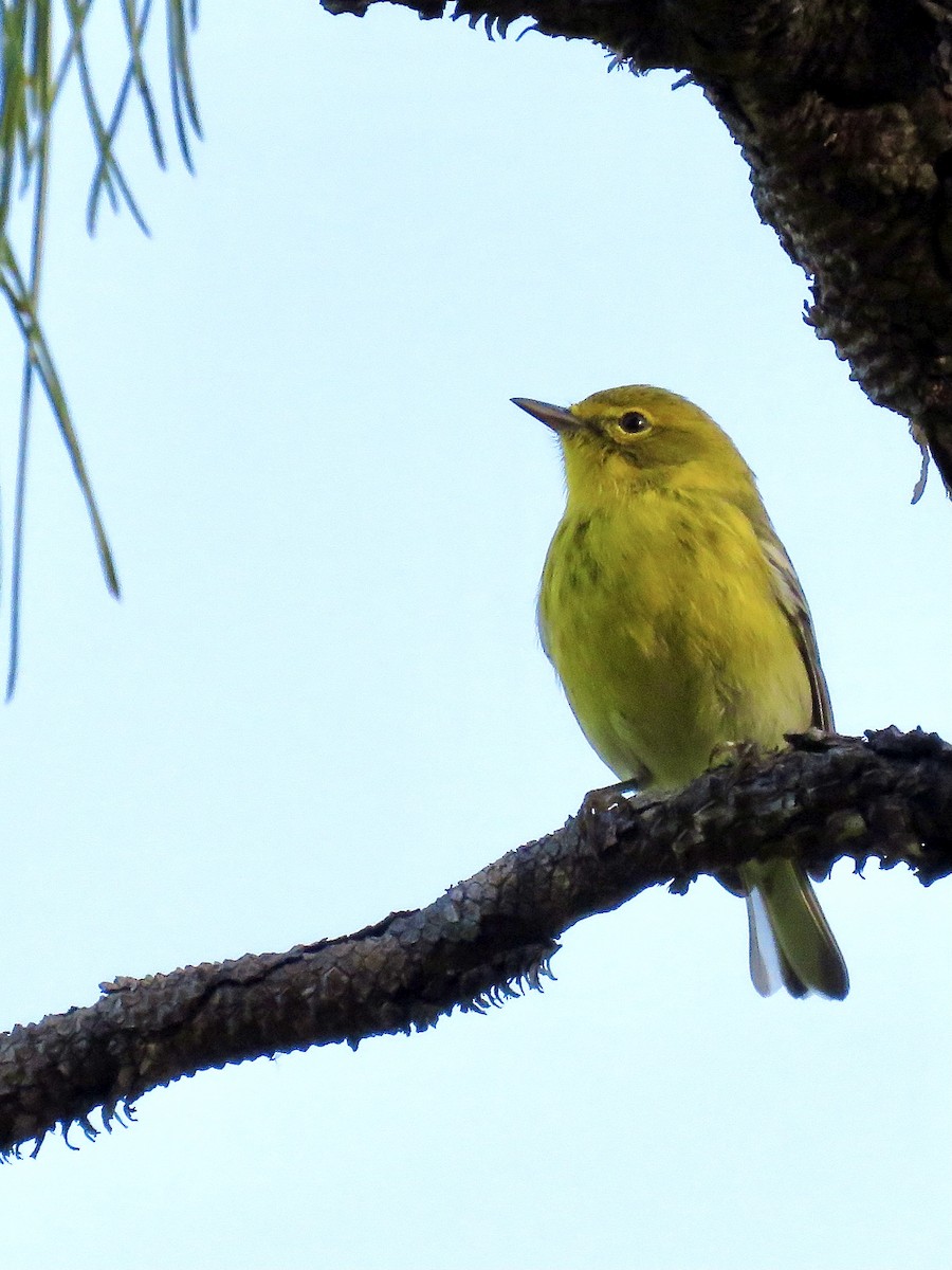 Pine Warbler - ML613424593