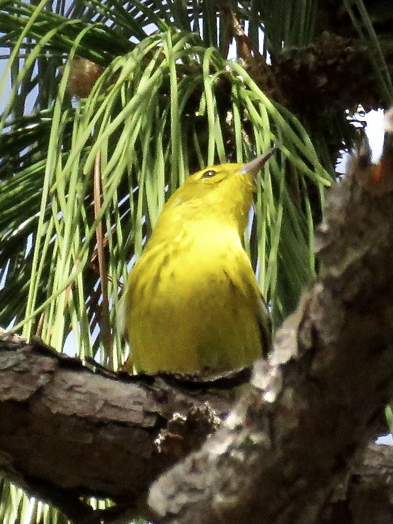 Pine Warbler - ML613424686