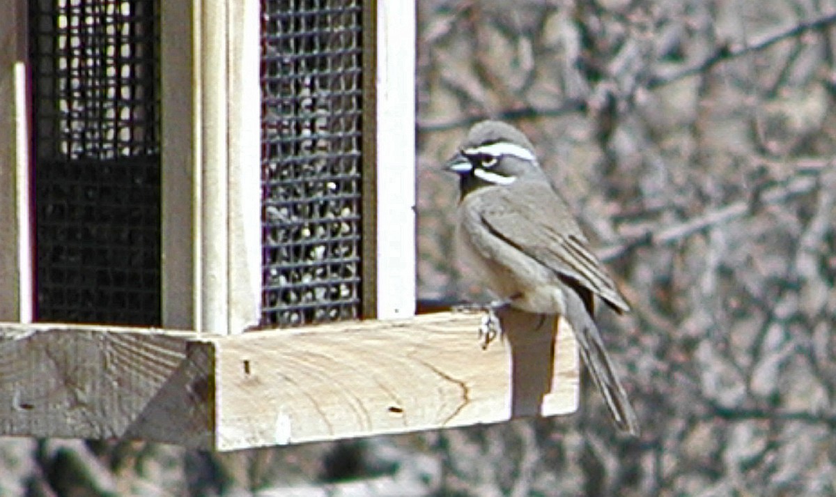 Black-throated Sparrow - ML613424688