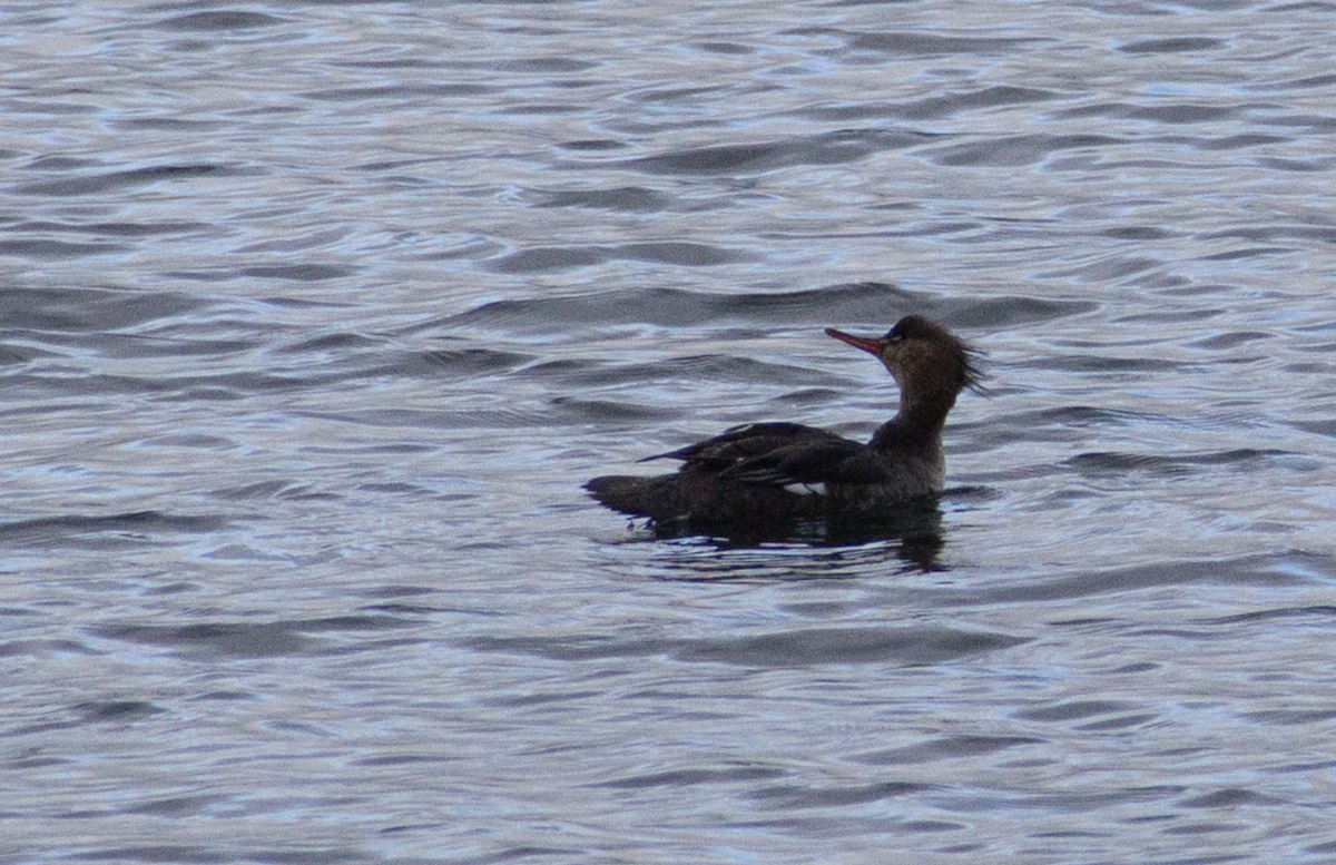 Red-breasted Merganser - Yuhang mañé rodriguez