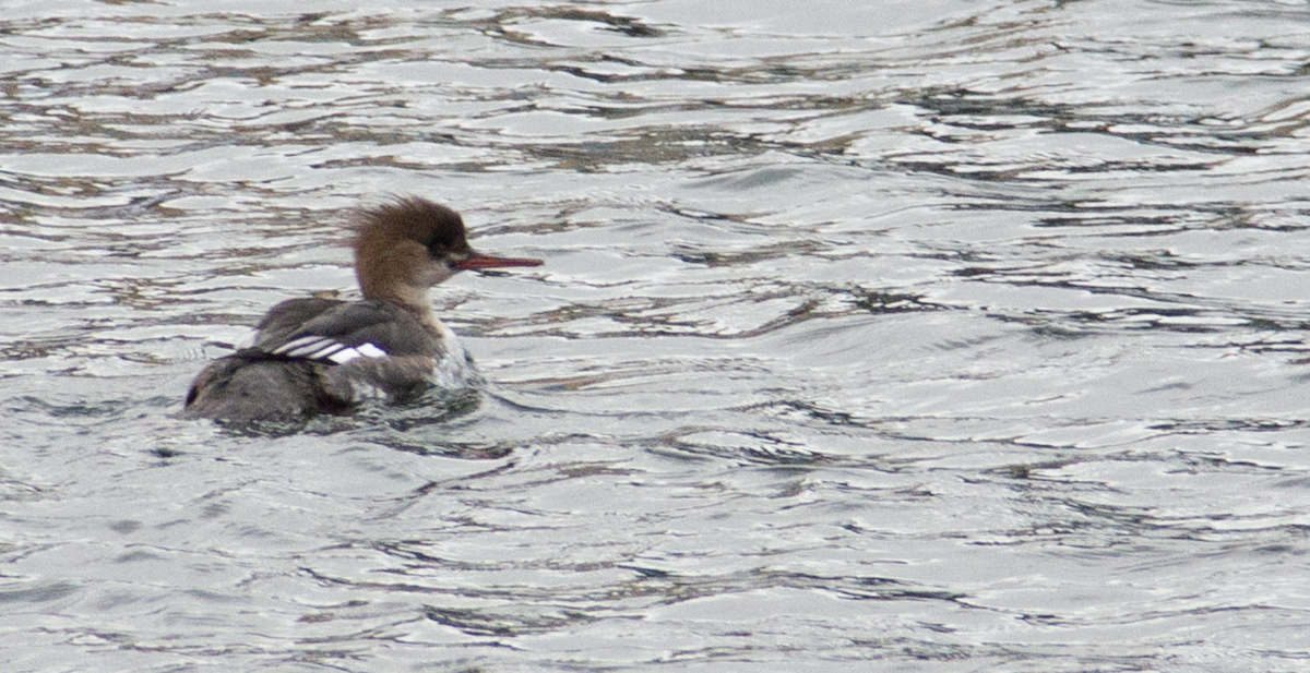 Red-breasted Merganser - ML613424788