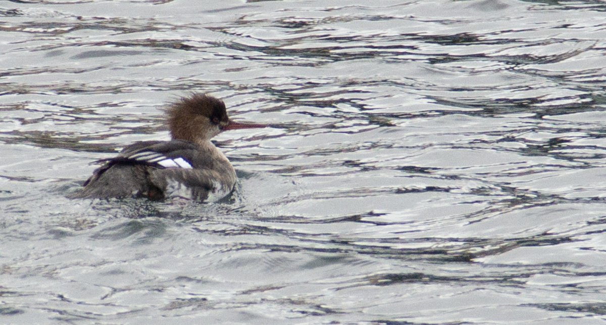 Red-breasted Merganser - ML613424791