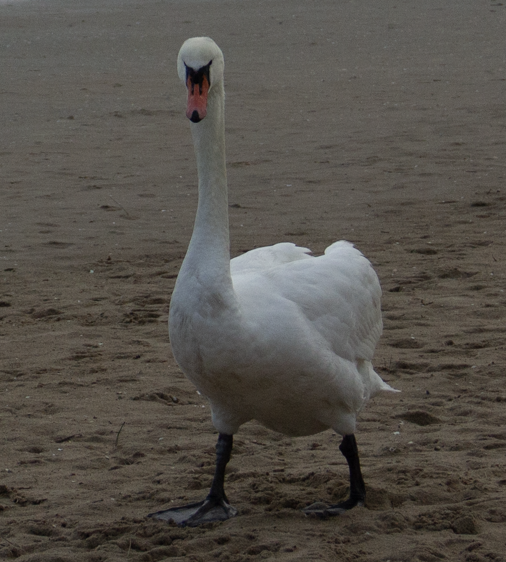 Cygne tuberculé - ML613424804