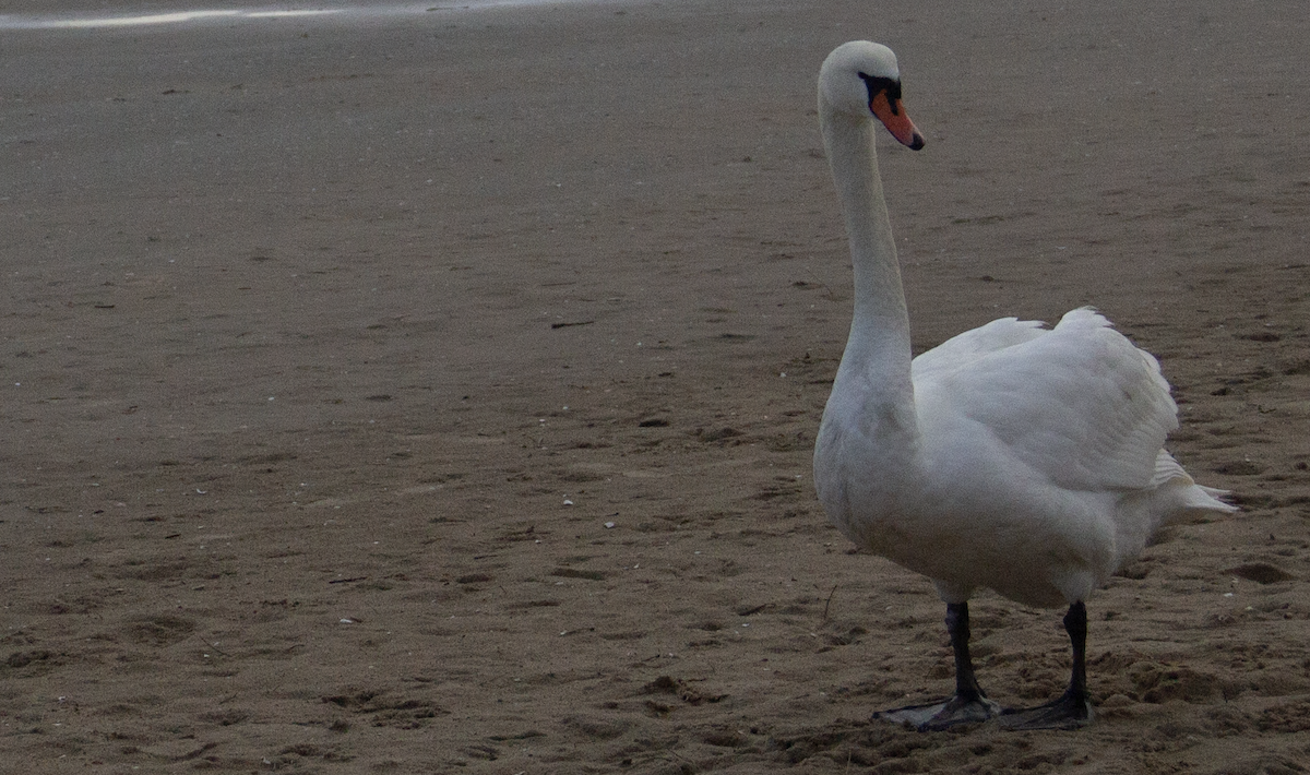 Mute Swan - ML613424808