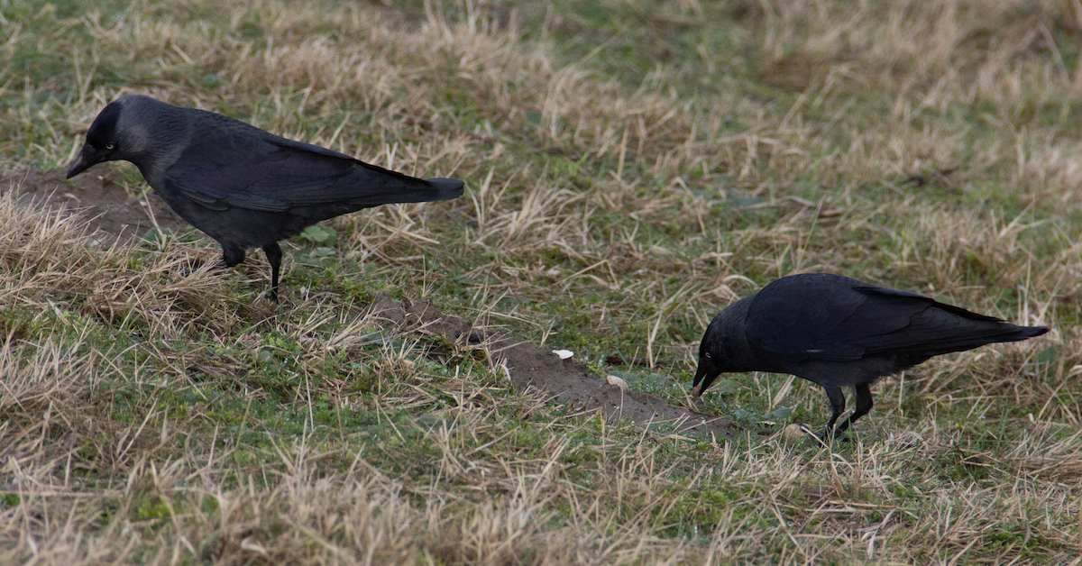 Eurasian Jackdaw - Yuhang mañé rodriguez