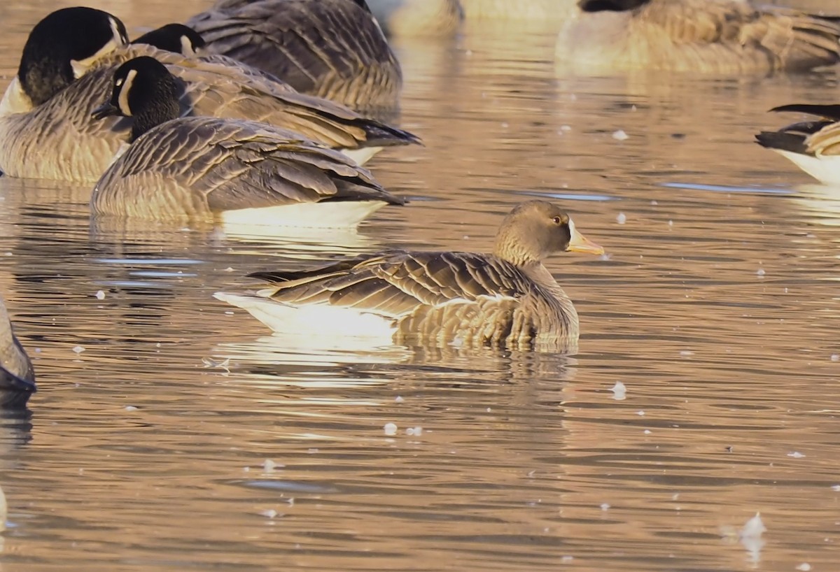 Greater White-fronted Goose - ML613424825
