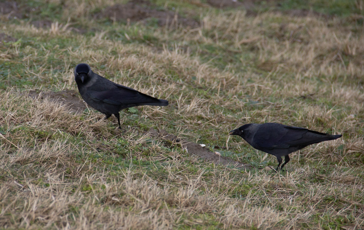 Eurasian Jackdaw - Yuhang mañé rodriguez