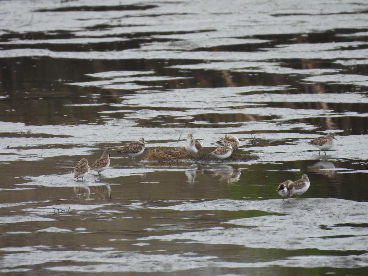 Least Sandpiper - ML613424850