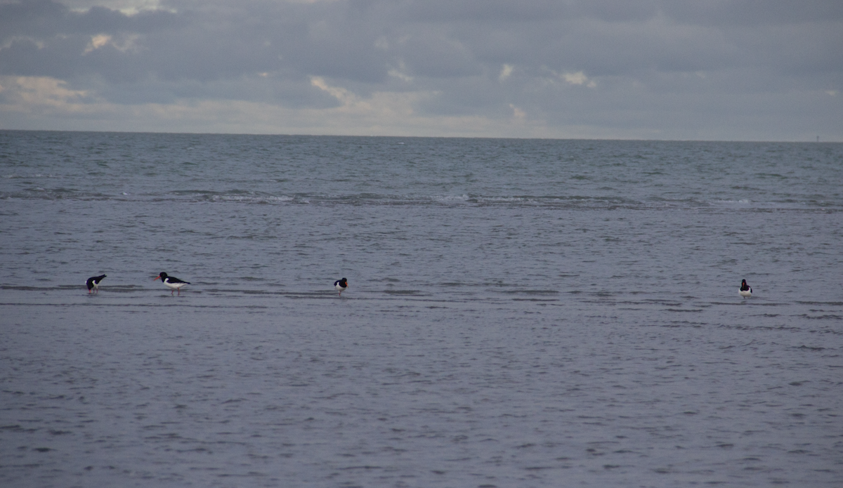 Eurasian Oystercatcher - ML613424859