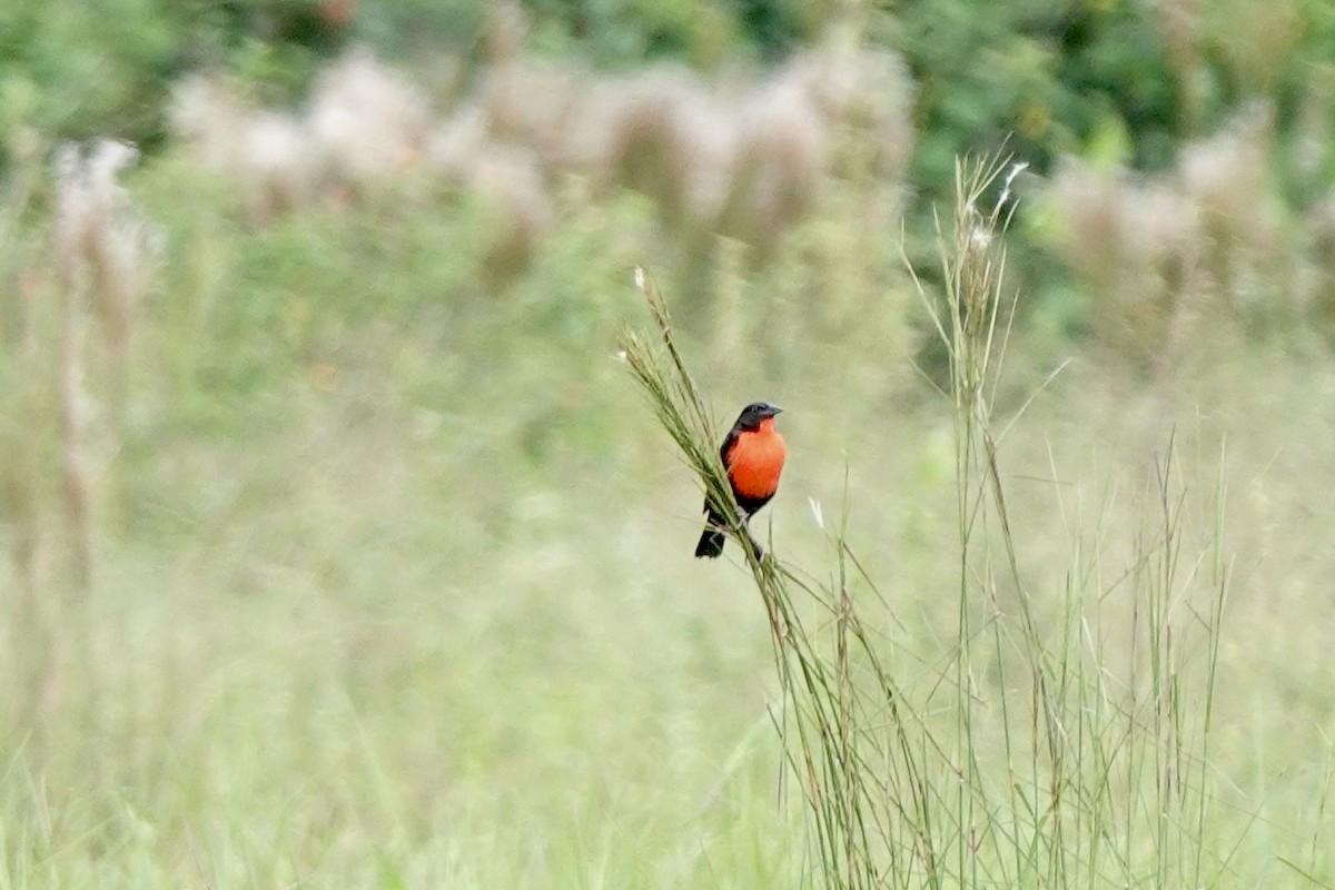 Red-breasted Meadowlark - Bob Greenleaf