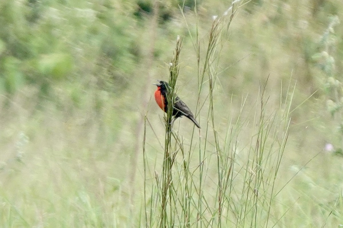Red-breasted Meadowlark - Bob Greenleaf