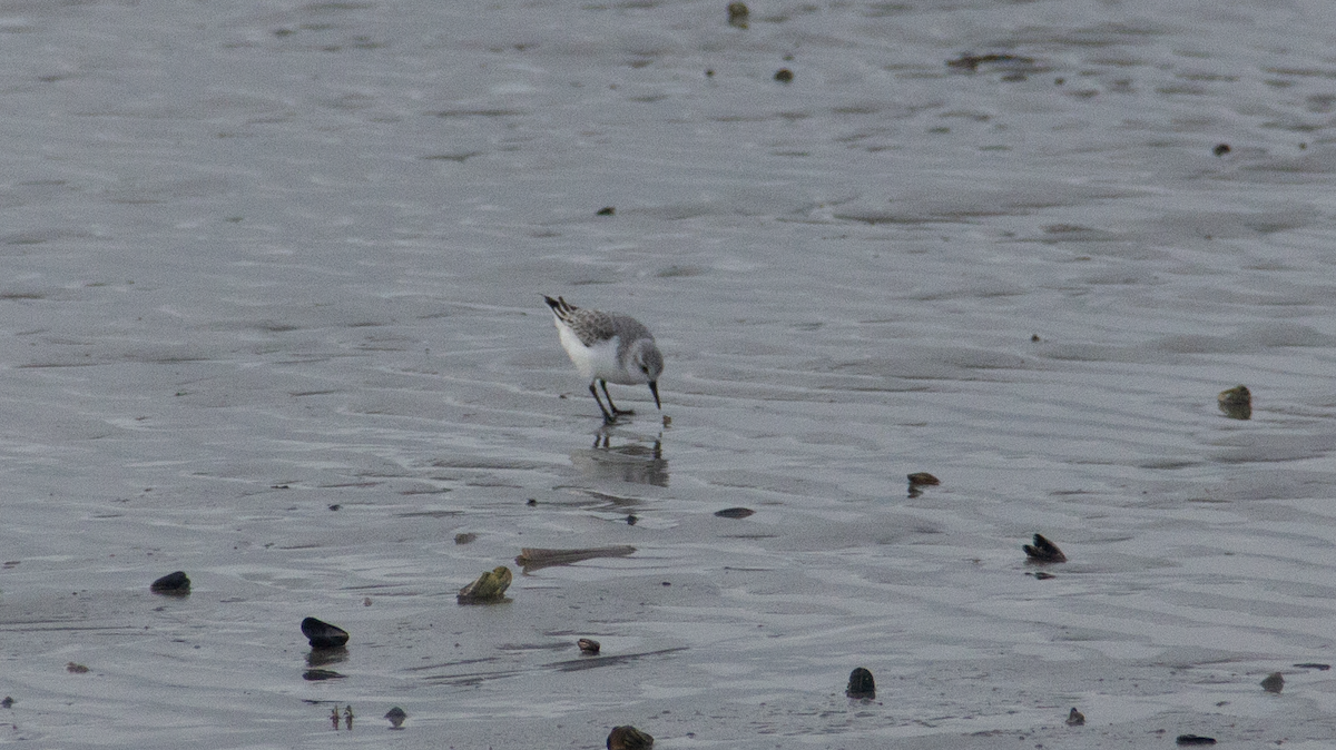 Bécasseau sanderling - ML613424876