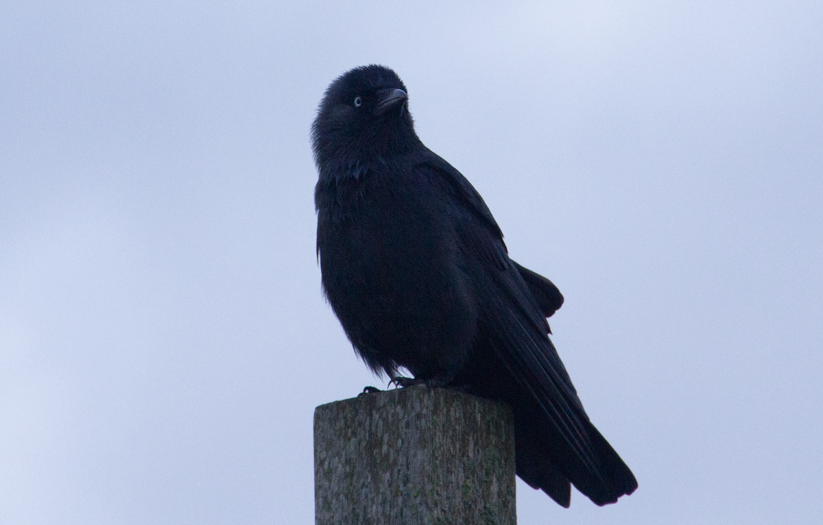 Eurasian Jackdaw - Yuhang mañé rodriguez