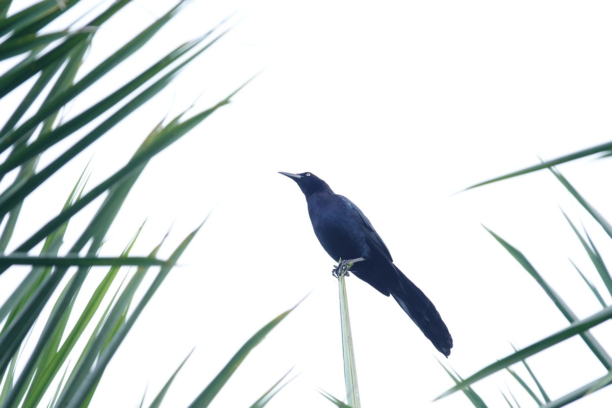 Great-tailed Grackle - Bob Greenleaf