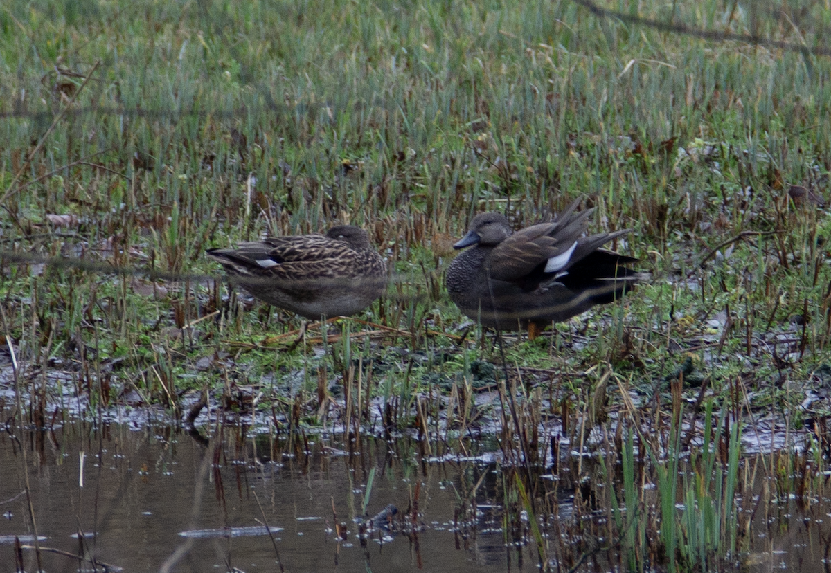 Gadwall - ML613424909