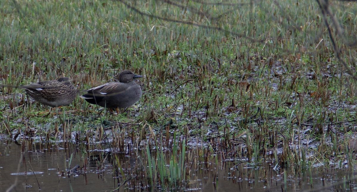 Gadwall - Yuhang mañé rodriguez