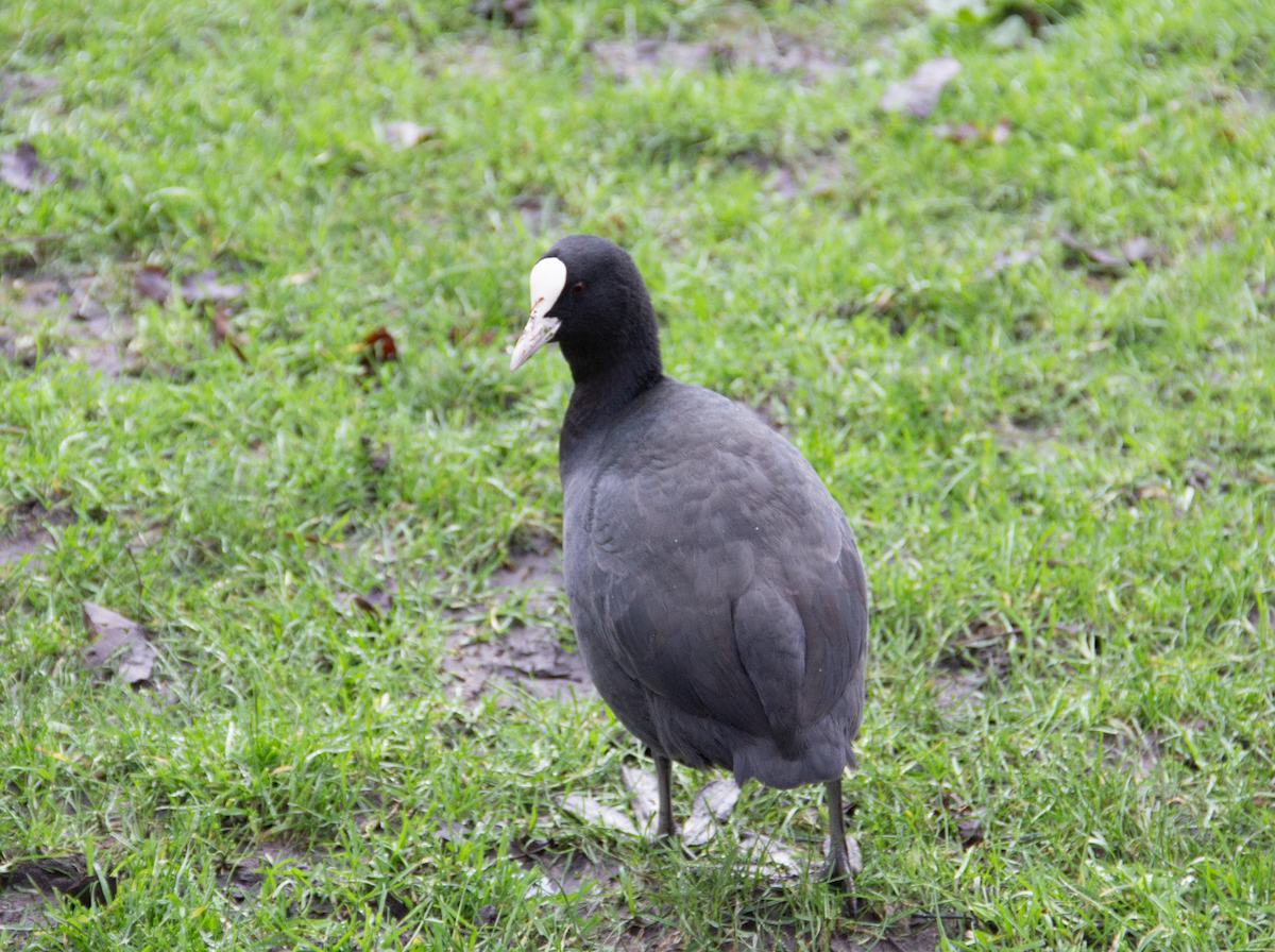 Eurasian Coot - Yuhang mañé rodriguez