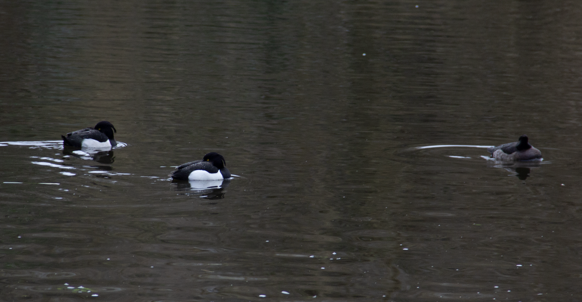 Tufted Duck - Yuhang mañé rodriguez