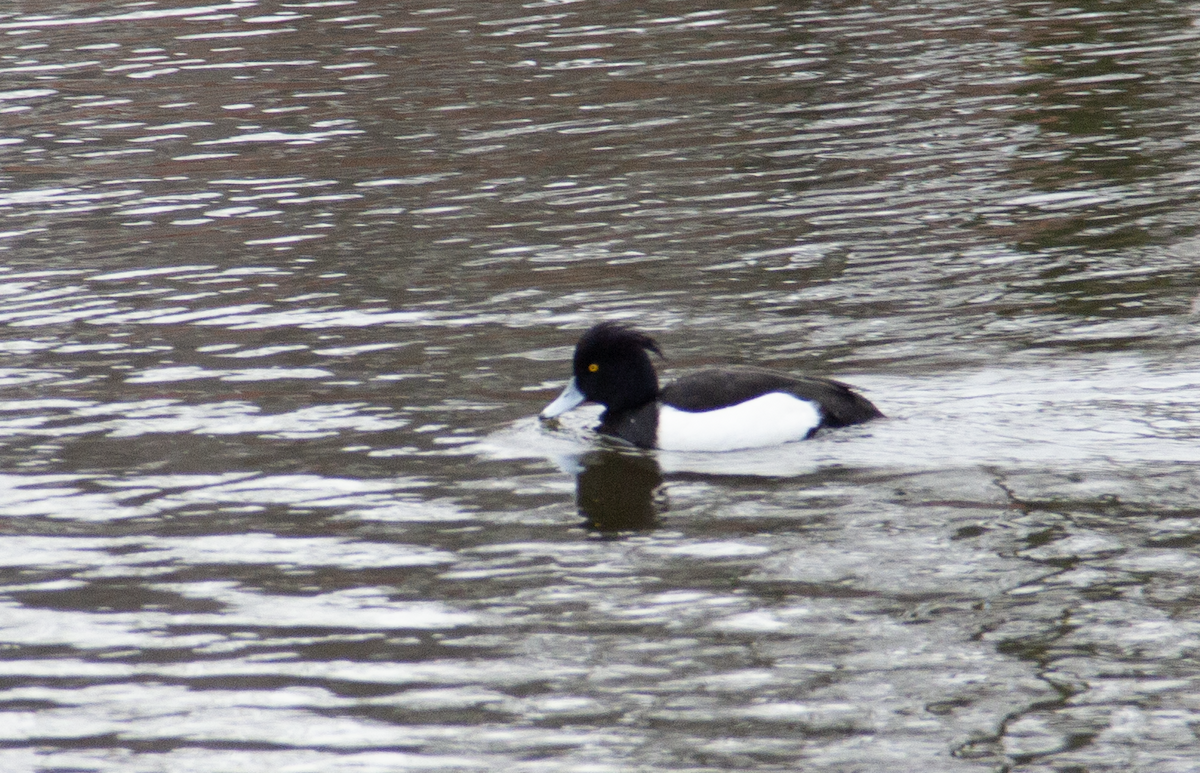 Tufted Duck - Yuhang mañé rodriguez