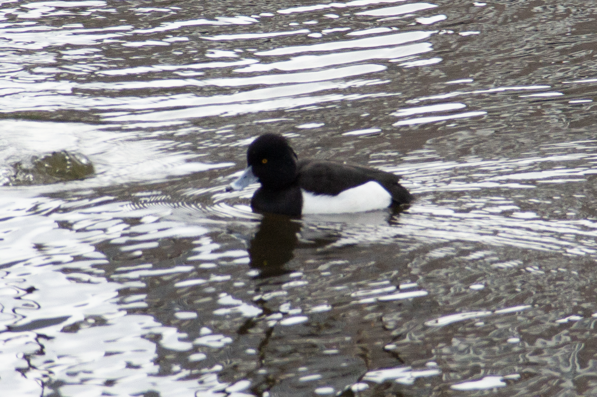 Tufted Duck - Yuhang mañé rodriguez