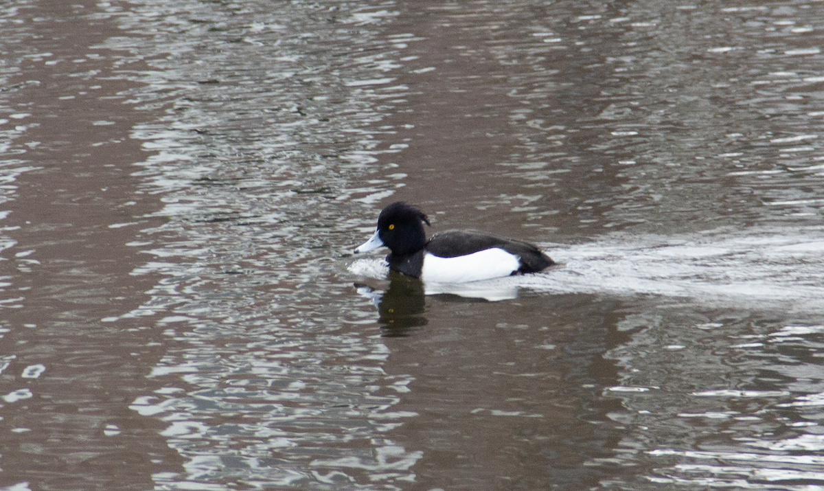 Tufted Duck - Yuhang mañé rodriguez