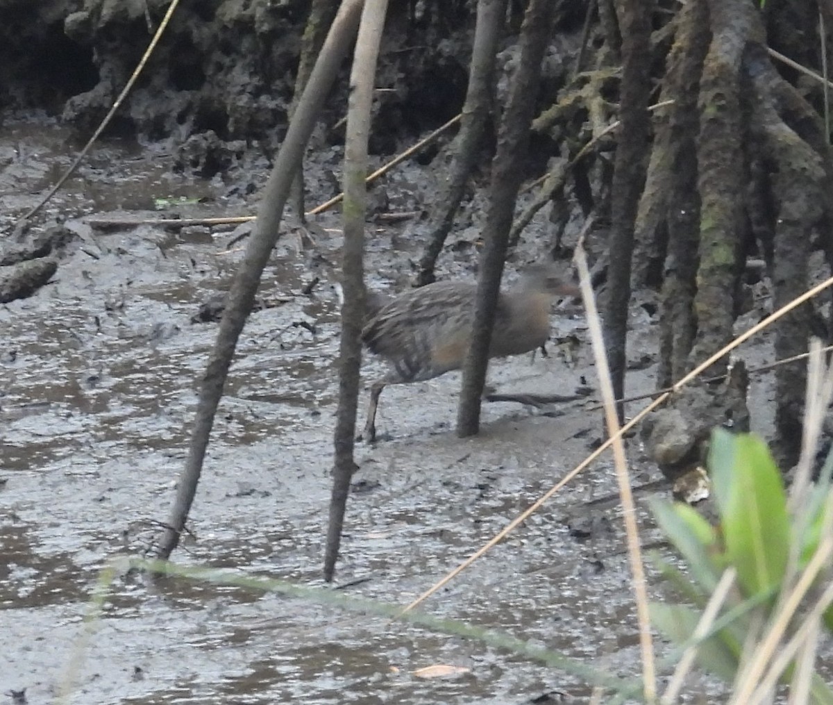 Clapper Rail - ML613425040