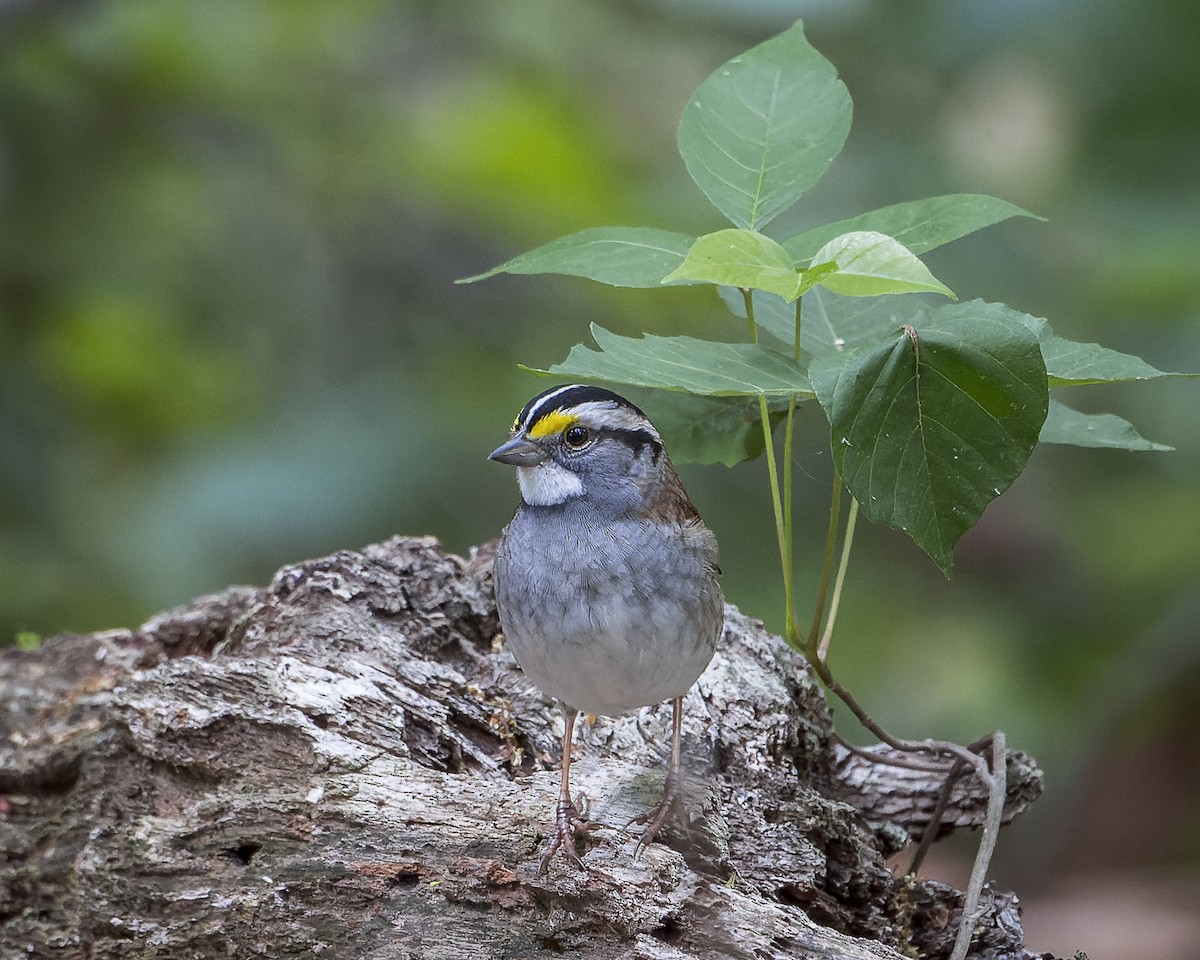 White-throated Sparrow - ML613425042