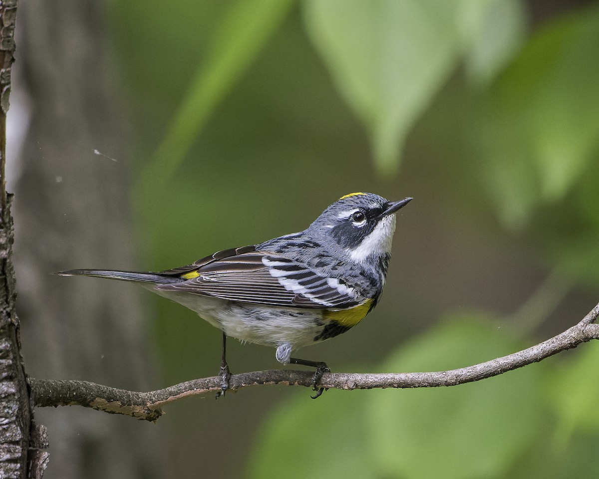Yellow-rumped Warbler - Alan Phipps