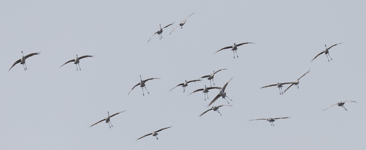 Sandhill Crane - Willie D'Anna