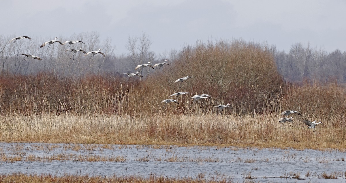 Sandhill Crane - ML613425101