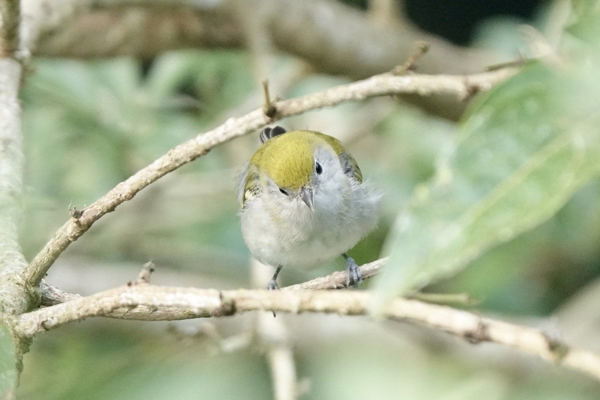 Chestnut-sided Warbler - ML613425108