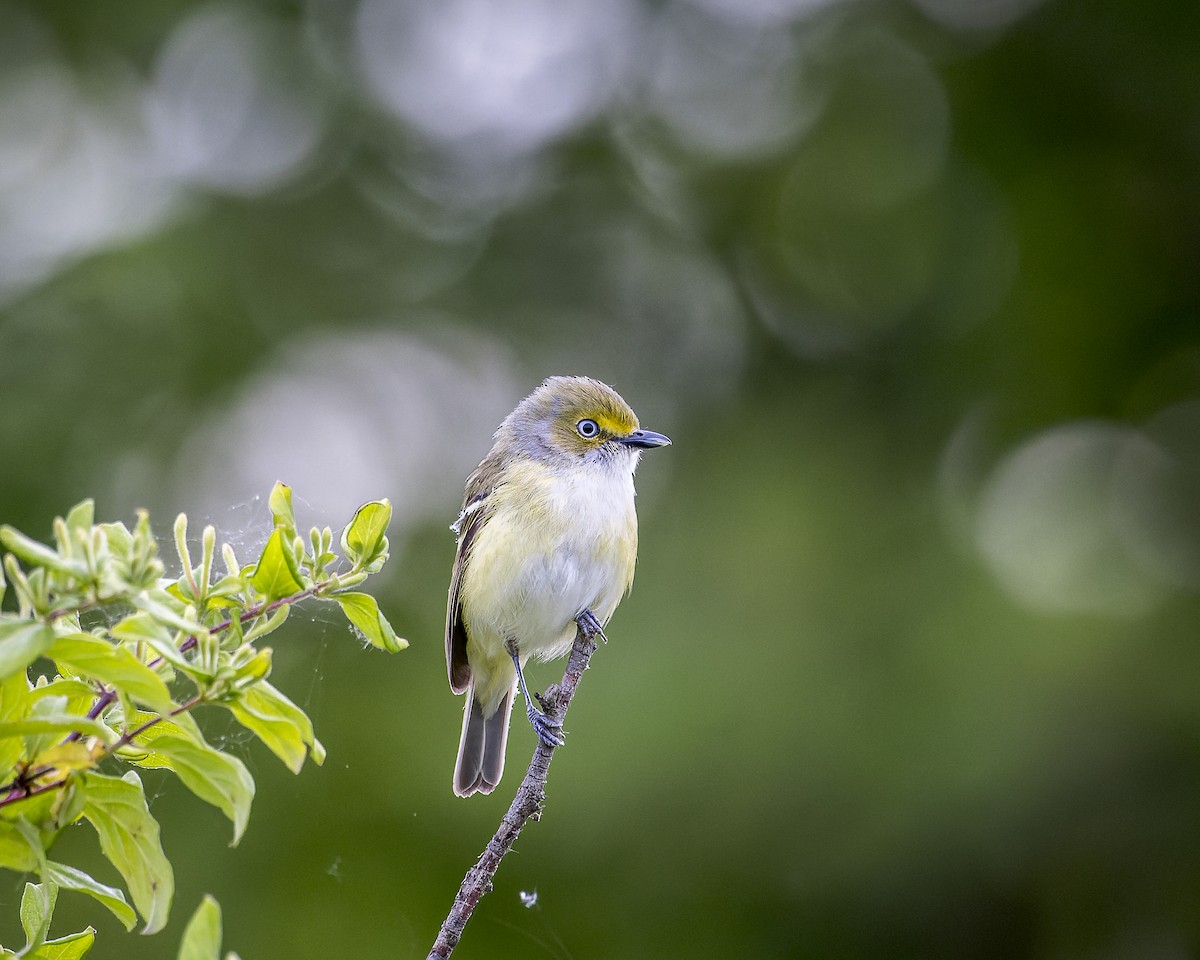 White-eyed Vireo - ML613425138