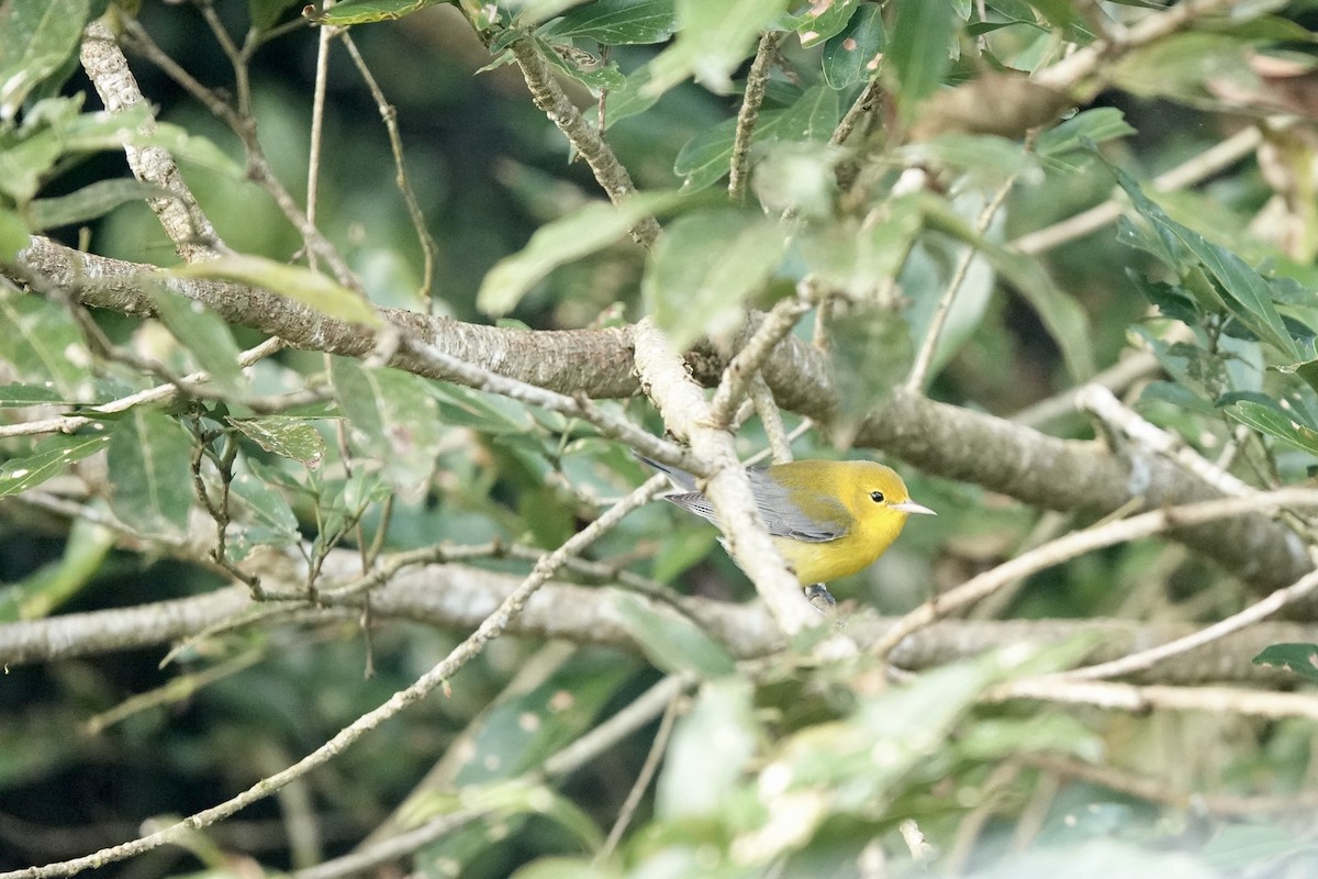 Prothonotary Warbler - Bob Greenleaf
