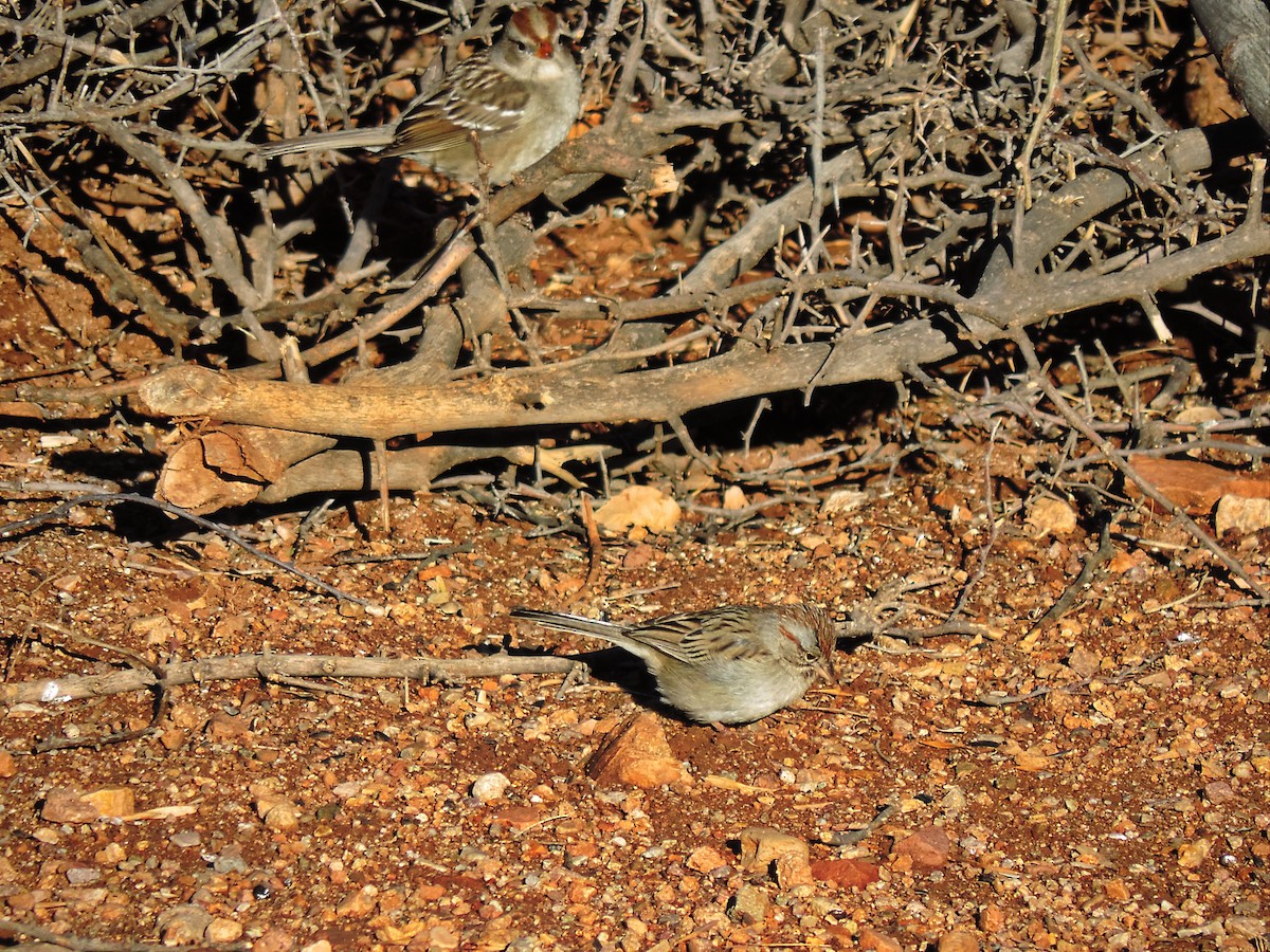 Rufous-winged Sparrow - ML613425187