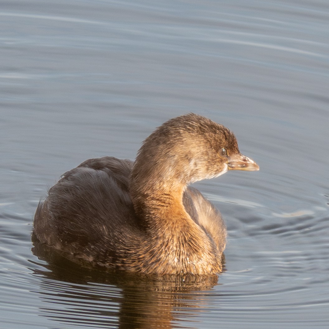 Pied-billed Grebe - ML613425259