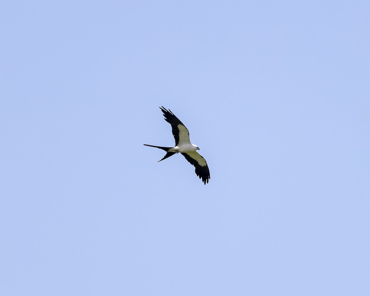 Swallow-tailed Kite - ML613425264