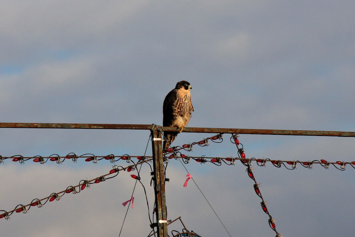 Peregrine Falcon - ML613425274