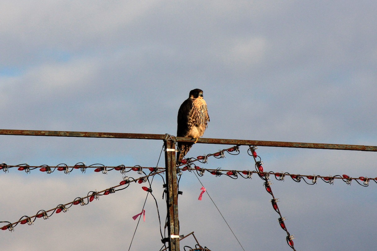 Peregrine Falcon - Scott Wieman