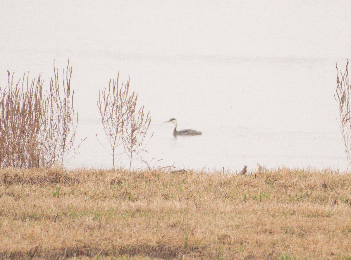 Western Grebe - ML613425421