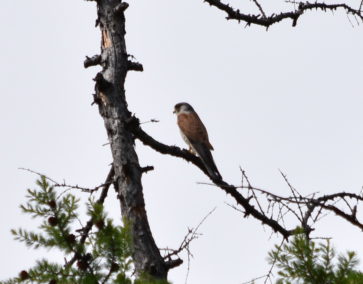 Eurasian Kestrel - Debbie Maas