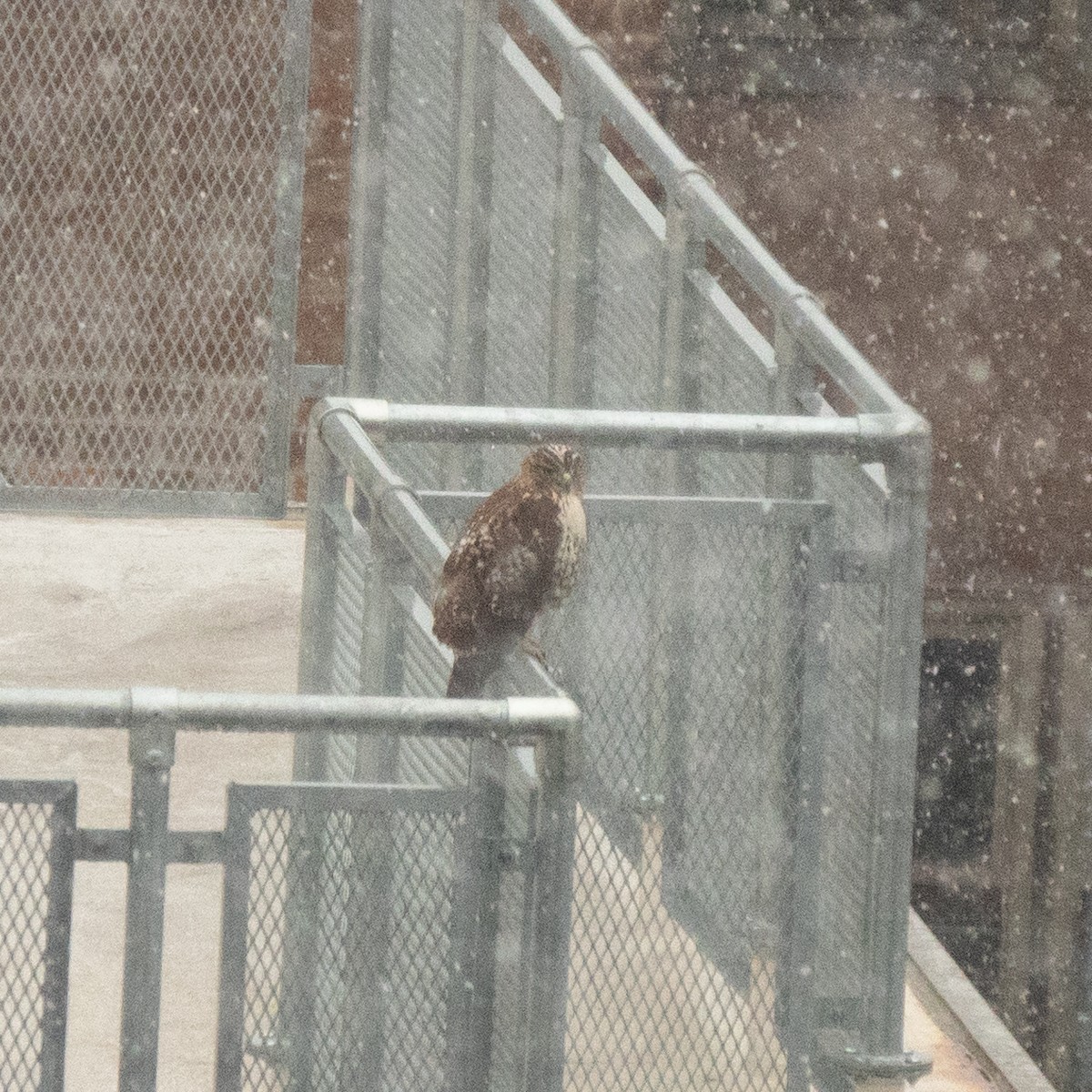 Red-tailed Hawk - ML613425442