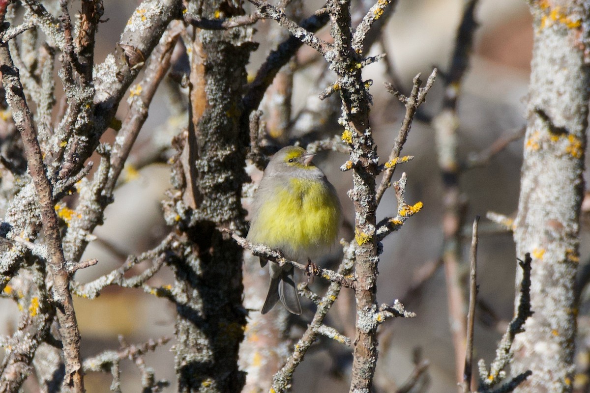 Citril Finch - ML613425451